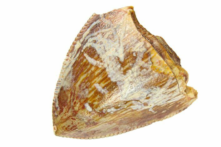 Serrated, Fossil Phytosaur (Redondasaurus) Tooth - New Mexico #294967